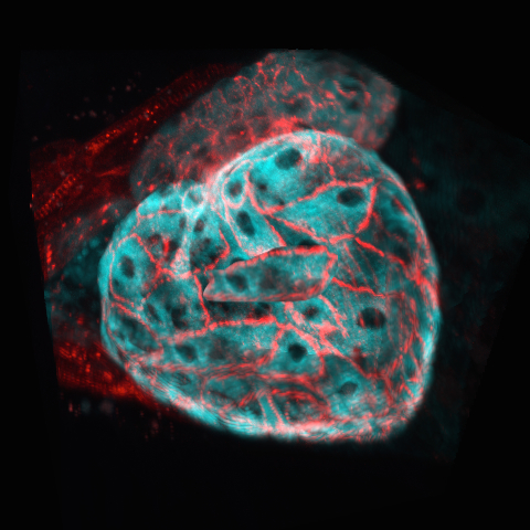 Zebrafish heart around 72 hours post fertilization (hpf) when it has already looped and has two chambers.