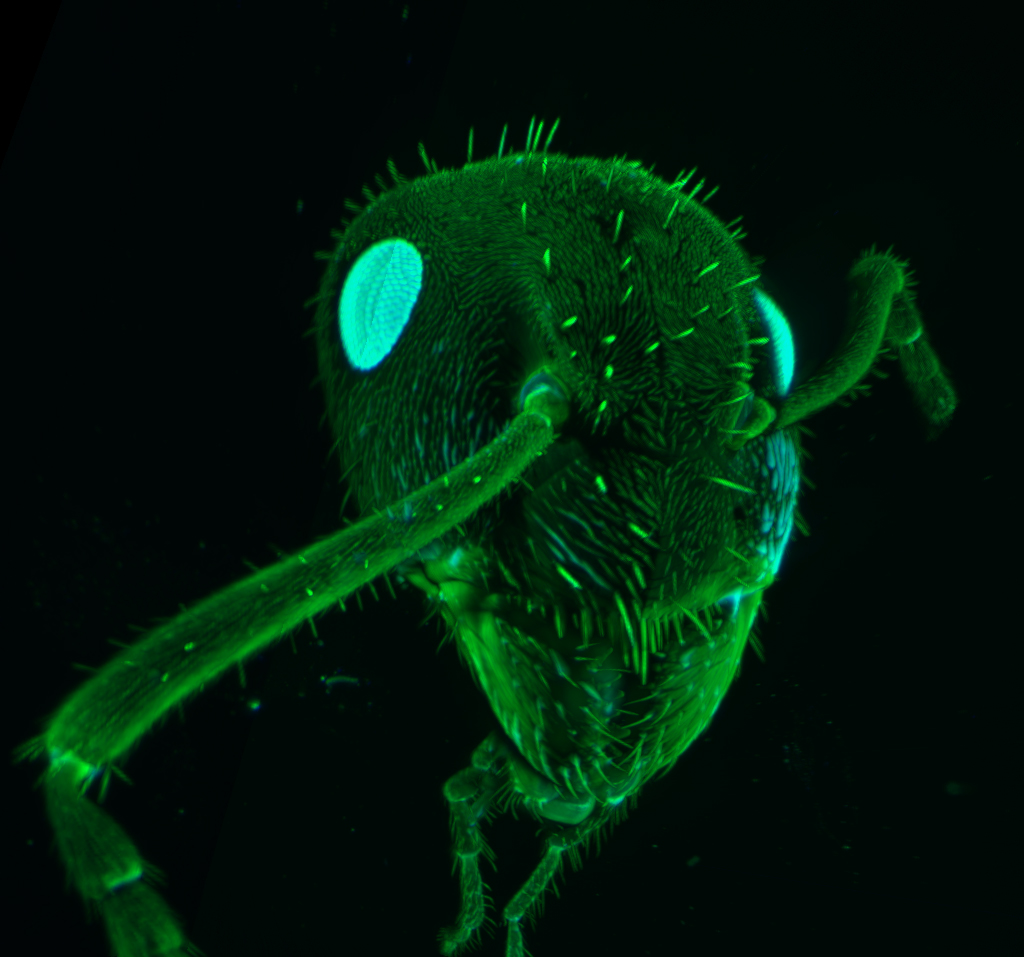 Ant head autofluorescence captured with Lightsheet microscope in two channels using 405nm and 488nm laser excitation.