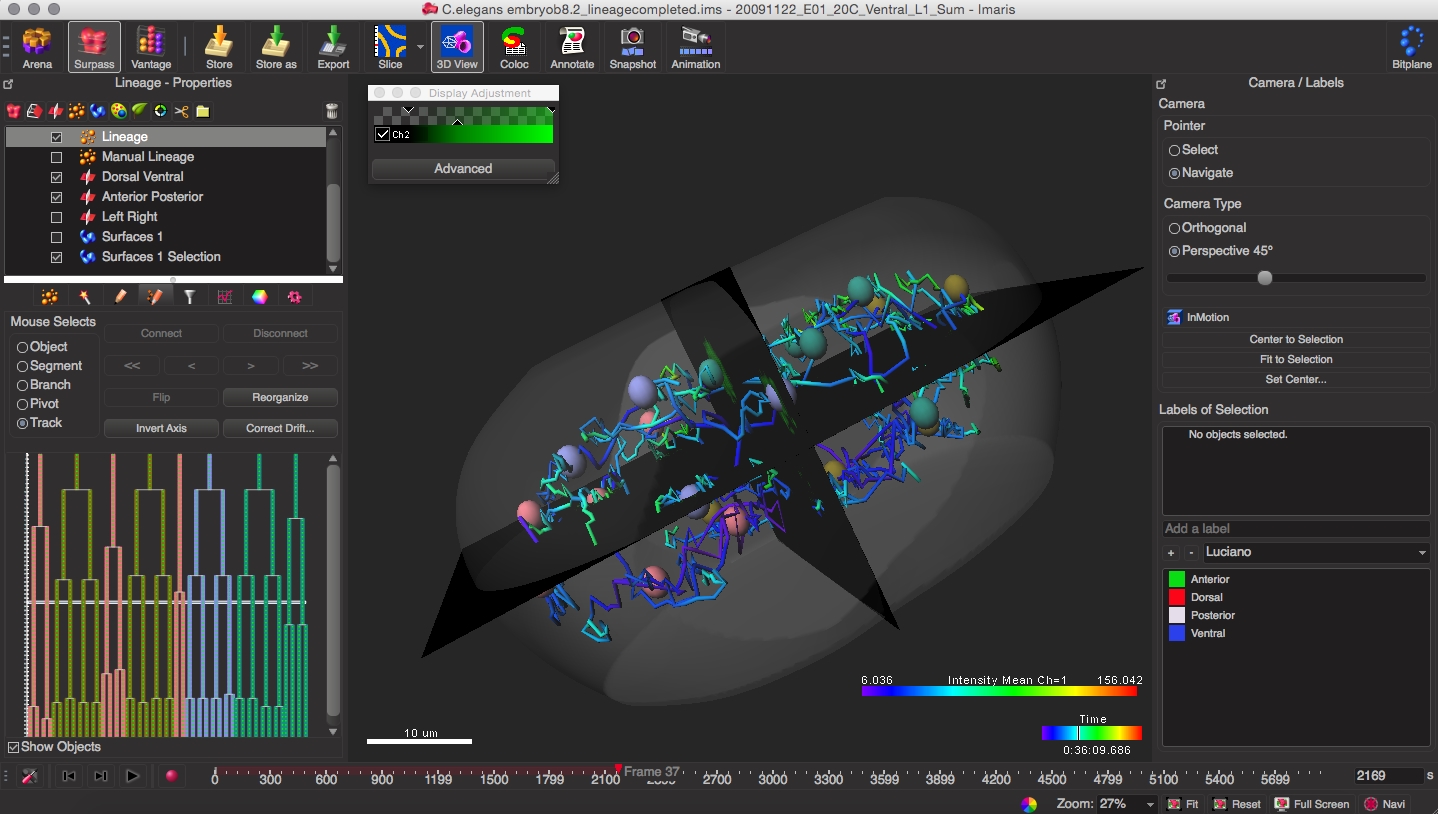 Fluorescently labeled nuclei of the C. elegans developing embryo were imaged in three-dimensional time-lapse (4D) movies and automatically tracked using ImarisLineage module.