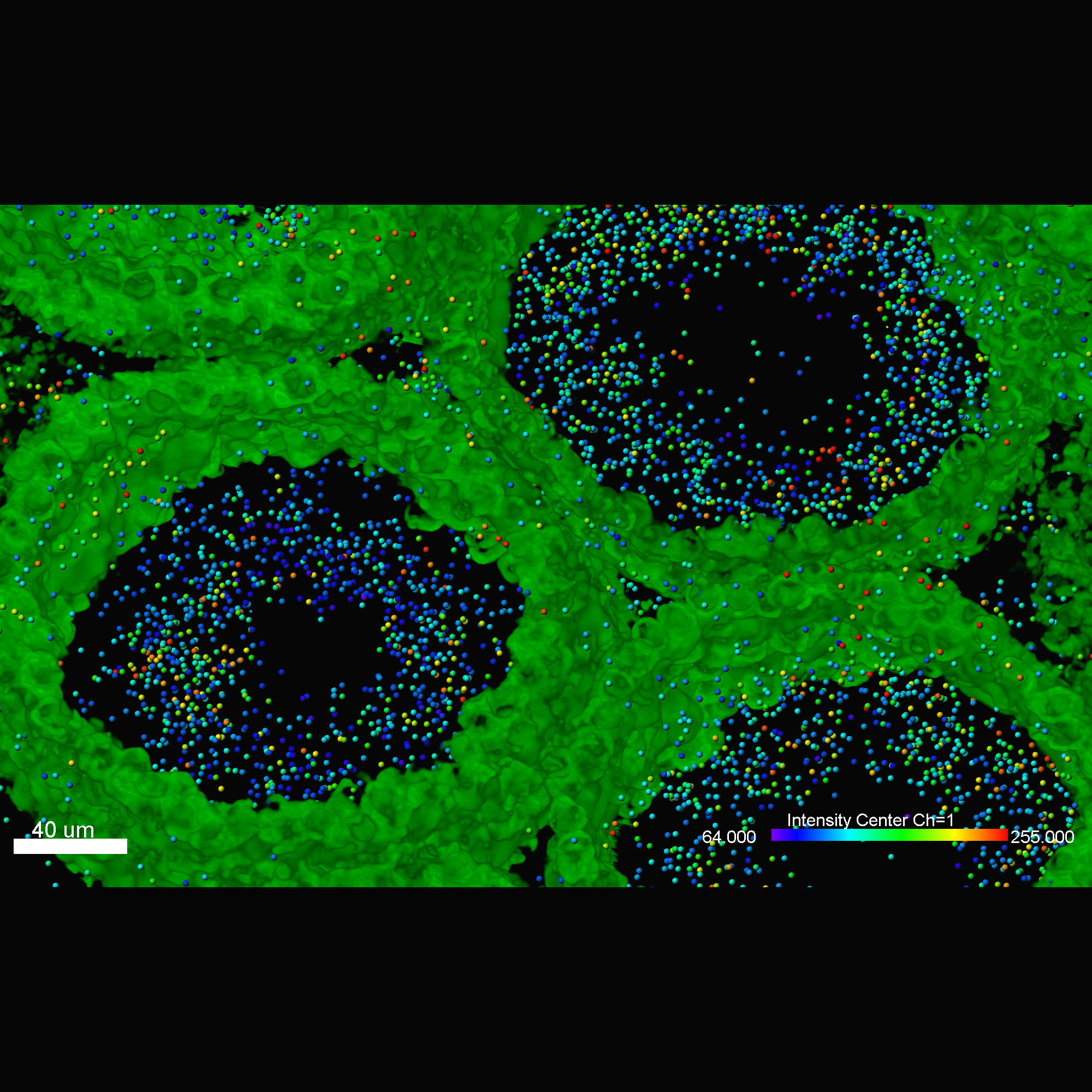 Testis sample aligned and reconstructed in Voloom.