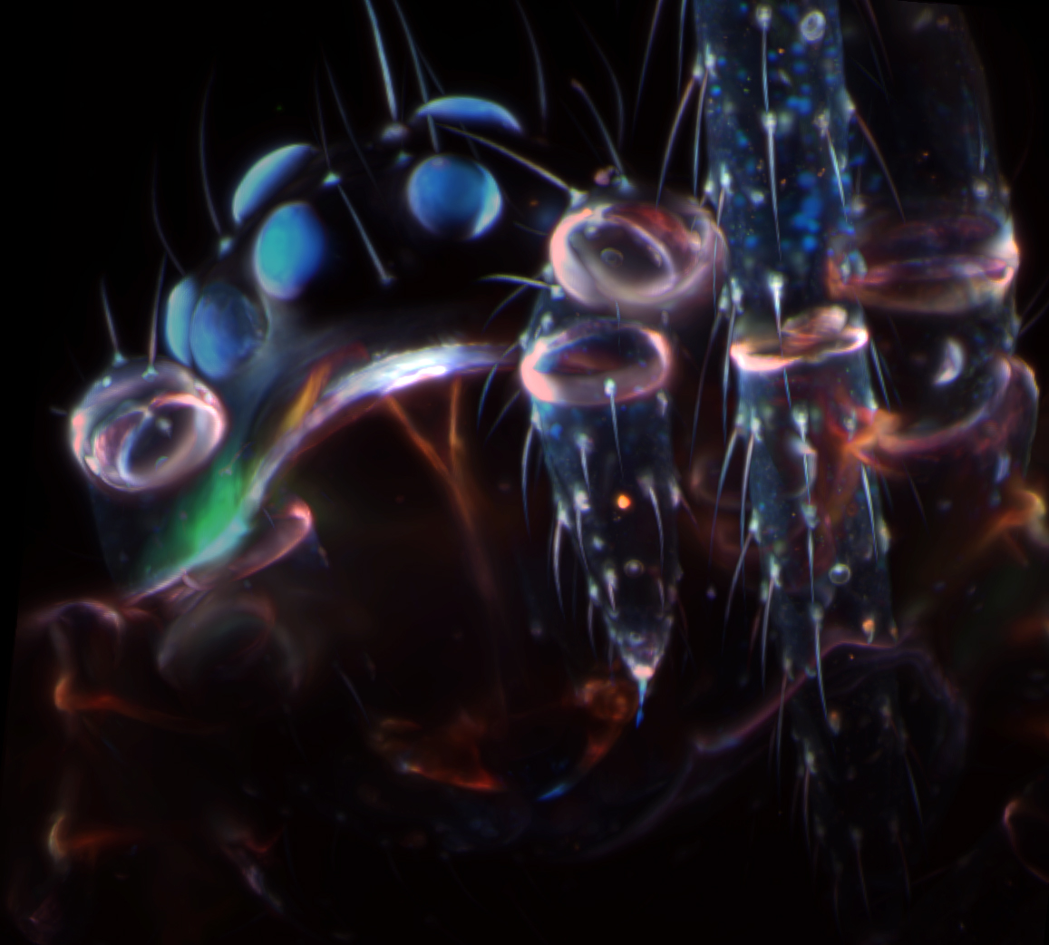 Spider autofluorescence was captured with a lightsheet microscope in three channels with 405nm, 488nm and 561nm laser excitation.