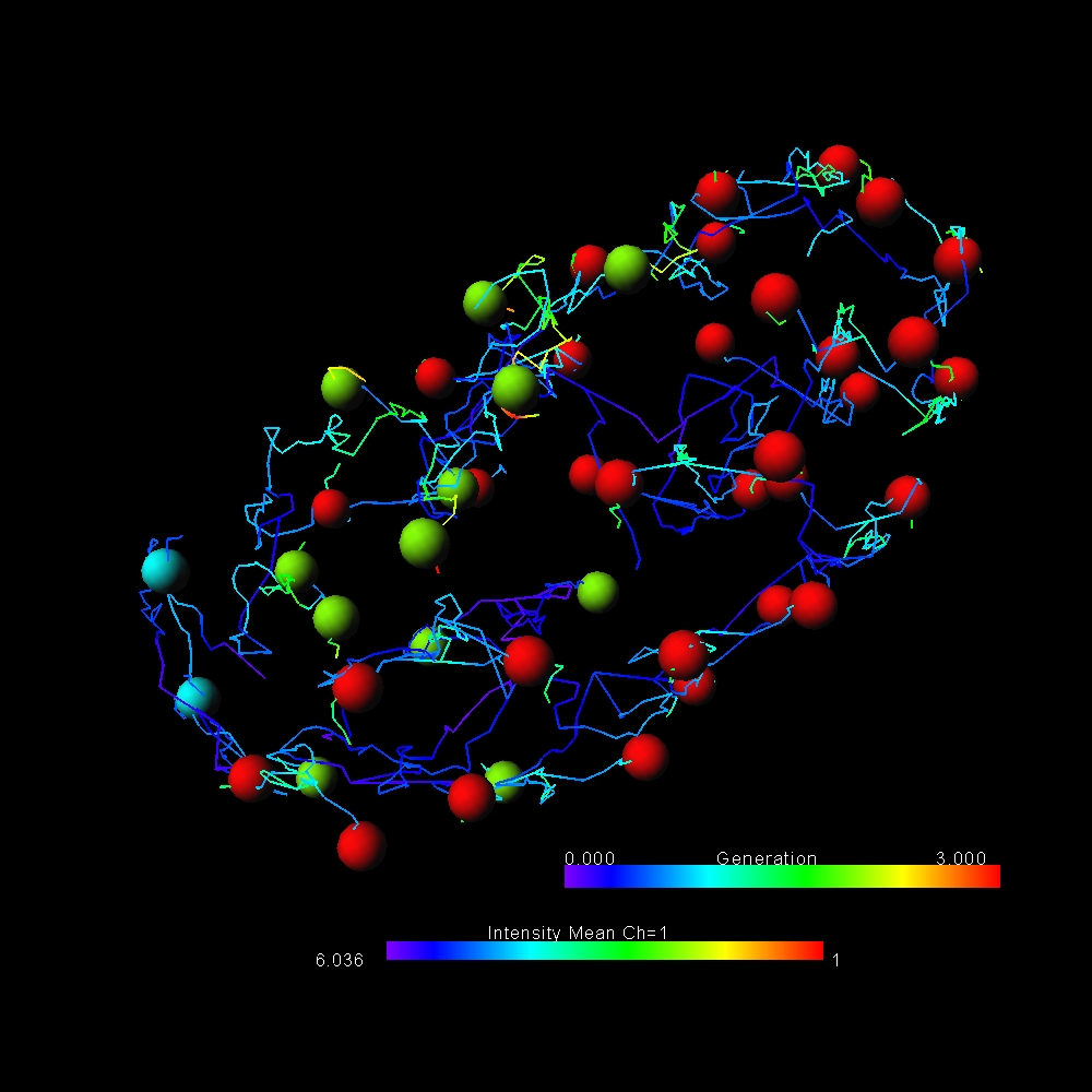 Fluorescently labeled nuclei of the C. elegans developing embryo were imaged in three-dimensional time-lapse (4D) movies and automatically tracked using ImarisLineage module.
