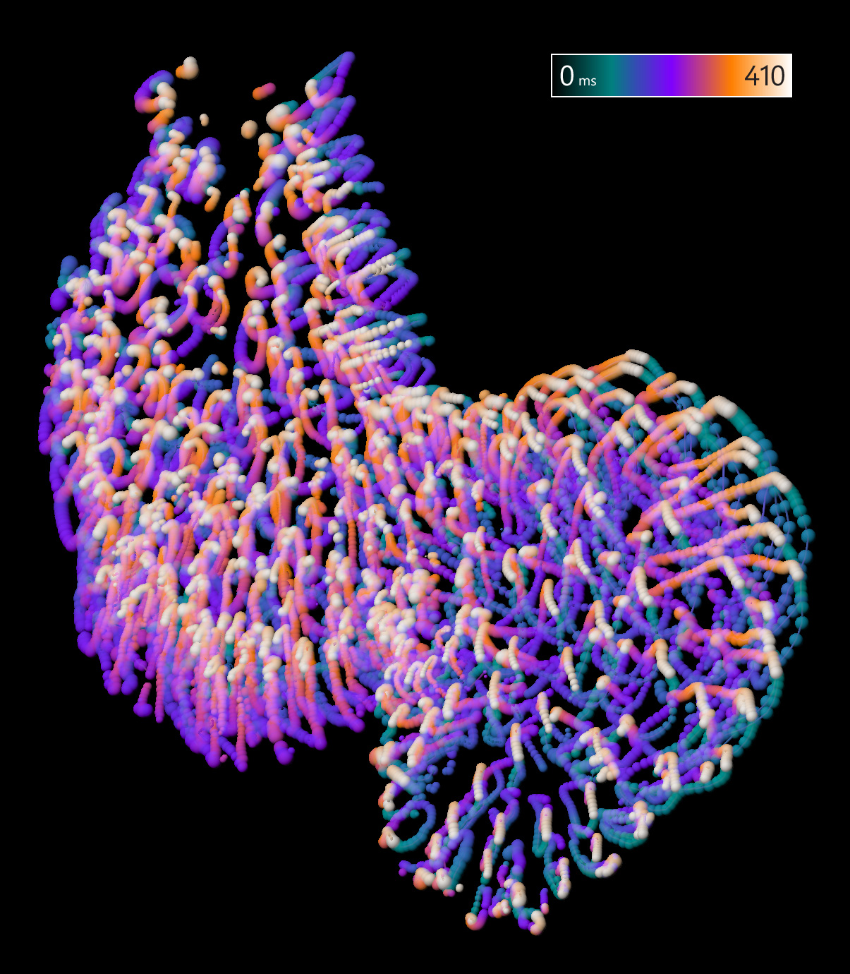 The heartbeat of a 2 day old zebrafish. Synchronized z-stack of movies, recorded using a custom-built light sheet microscope.