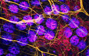 Imaris for Cell Biologists