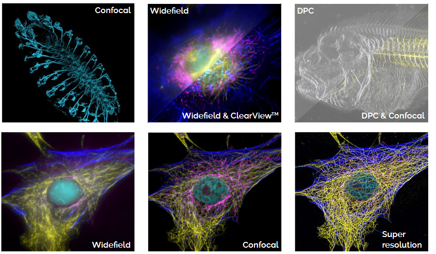 Representative images of imaging modalities