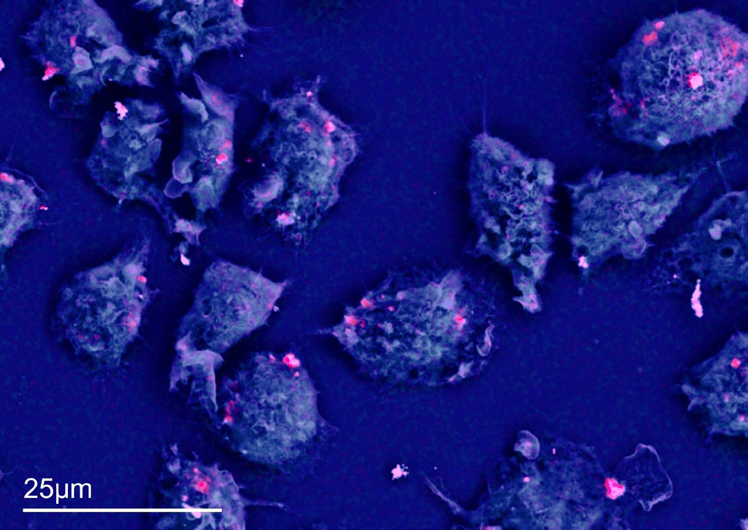 Figure 2: A BSE EM image of macrophages with four selected point and ID analysis regions and their corresponding EDS spectra, demonstrating that BSE signal intensity alone cannot predict the presence of cobalt nanoparticles