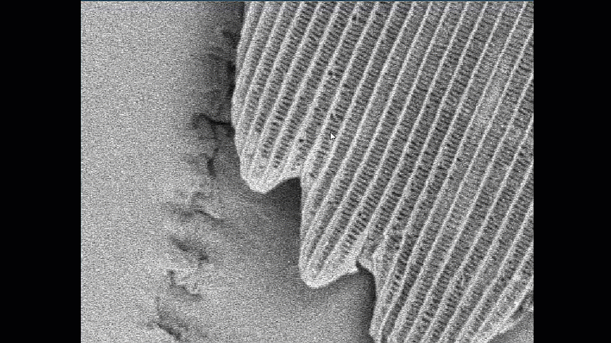 video shown is of a butterfly wing section coming into focus as the column alignment is improved