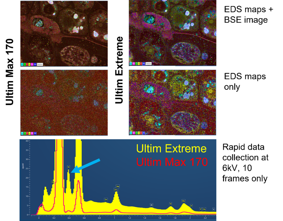 Figure: A comparison between the Ultim Extreme detector and the Ultim Max 170 showing maps and spectra taken of a resin embedded Venus’ fly trap leaf and gland. Note the improved signal in the Ultim Extreme maps and in particular the yellow signal, which is nitrogen. There is a far more obvious nitrogen peak (blue arrow) in the Ultim Extreme spectrum (yellow) compared to the Ultim Max 170 (red).